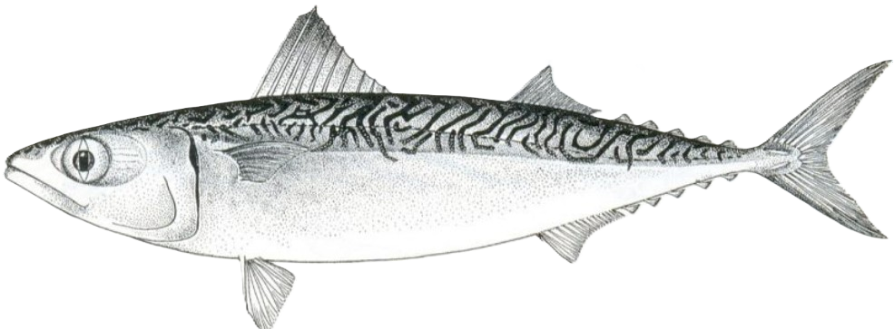 Chub Mackerel